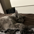 IMG 2954